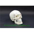 PNT-0150 3 parts classic human skull model